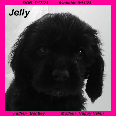 puppy, for, sale, Cocker Spaniel, Joe & Cherri  Overlease, dog, breeder, Miller, MO, dog-breeder, puppy-for-sale, forsale, nearby, find, puppyfind, locator, puppylocator, aca